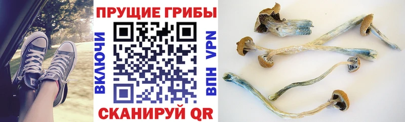МЕГА вход  Старый Крым  Галлюциногенные грибы Psilocybe 